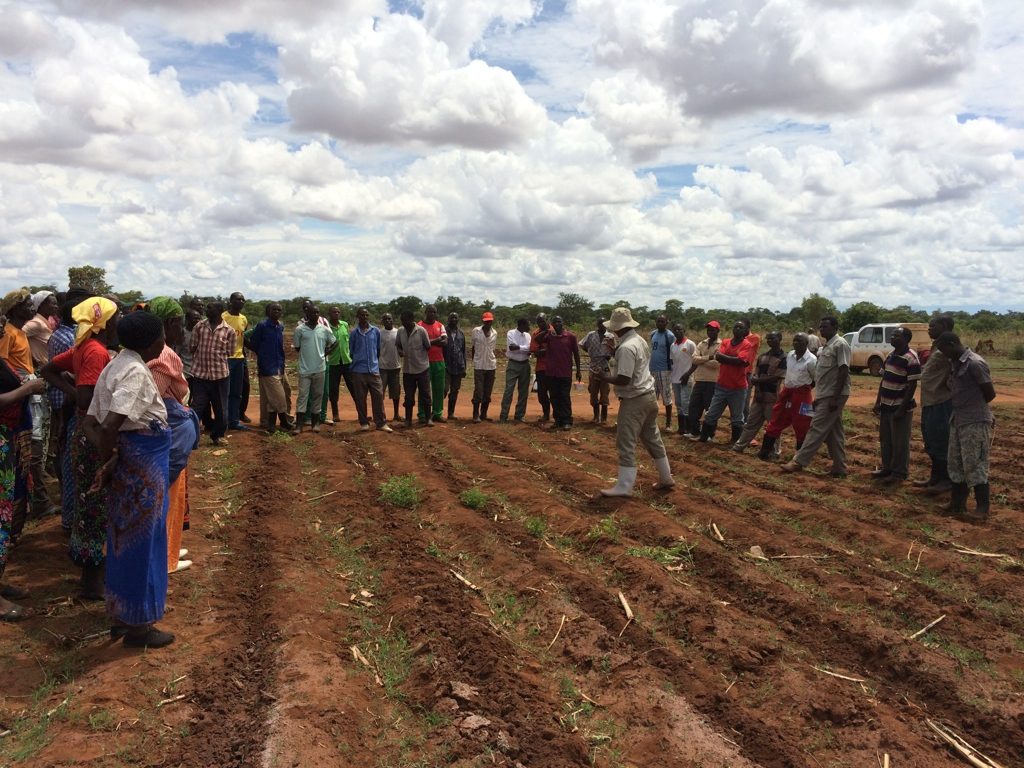 Lokala jordbrukare i SAFE-MET projektet i Zambia.